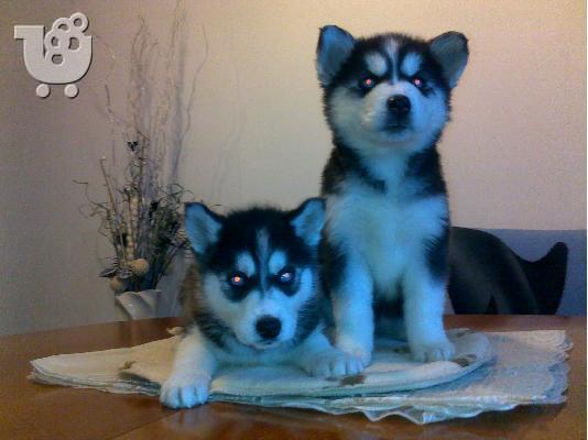 Σιβηριανος Χασκι -300 euro